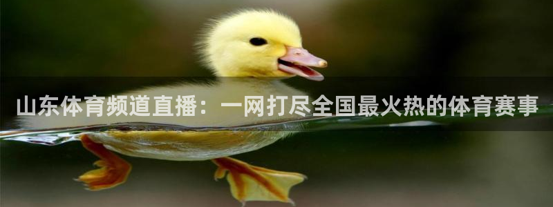 f1直播在线免费观看五星体育：山东体育频道直播：一网打尽全国最火热的体育赛事
